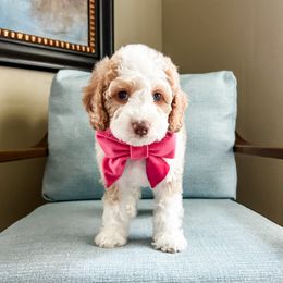 Marigold - Caramel female Australian Labradoodle puppy in Orlando, Florida from Delano Australian Labradoodles