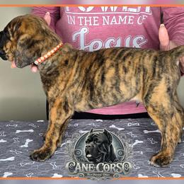 Rocco - Chestnut brindle male Cane Corso puppy in Warren, Ohio from Northeast Ohio Cane Corso