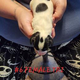 Ellie - Black white and tan female English Springer Spaniel puppy in Craig, Nebraska from Fur & Feathers Kennel