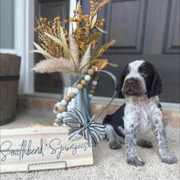 English Springer Spaniel Puppies from Southbend Springers