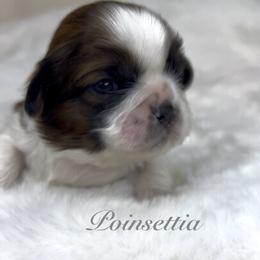 Poinsettia - Red and white female Shih Tzu puppy in Vernon, New Jersey from Calta’s Cute Shih Tzu