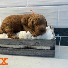 Max - Red  male Goldendoodle puppy in Archbold, Ohio from Wurster's Mini Wee Doodles