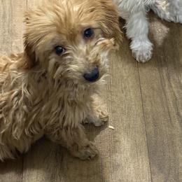Male, Kelly Green Collar - Red  male Goldendoodle puppy in Wichita, Kansas from Goldendoodles of Oz