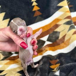 Ziggy - Silver and white male Chihuahua puppy in Dime Box, Texas from Color Me Crazy Chihuahuas