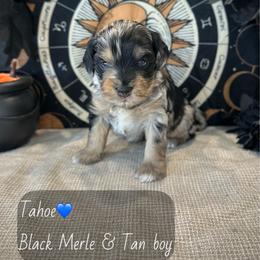 Tahoe - Merle male Schnoodle puppy in Placerville, California from Rpuppies