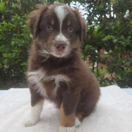 Reesie - Red tri-color female Australian Shepherd puppy in Summerville, South Carolina from Flowertown Aussies
