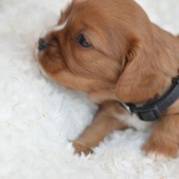 Cavalier King Charles Spaniel Puppies from Diamond Rose Cavalier LLC