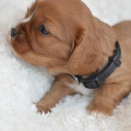 Cavalier King Charles Spaniel Puppies from Diamond Rose Cavalier LLC