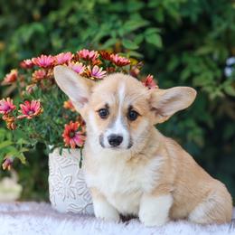 Green collar - Red male Pembroke Welsh Corgi puppy in Caliente, California from Rafter Cross 7