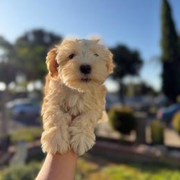 Green collar - Wheaten male Miniature Schnauzer puppy in Santa Ana, California from The_K_Schnauzers