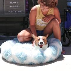 Pembroke Welsh Corgi Puppies from Dream Catcher Corgis