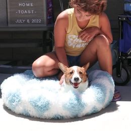 Pembroke Welsh Corgi Puppies from Dream Catcher Corgis