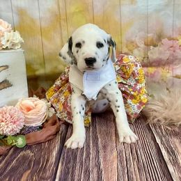 Girl 1 - White and black female Dalmatian puppy in Joshua, Texas from Rainier DALS LUA Dalmatians