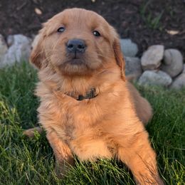 Camellia (Brown Collar) - Dark golden Golden Retriever puppy in Buckley, Washington from Chrysus Spirit Goldens