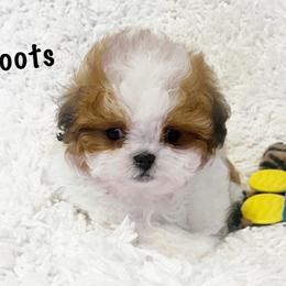 AKC Boots - Red and white male Shih Tzu puppy in Greenville, South Carolina from Babyface Shih Tzu