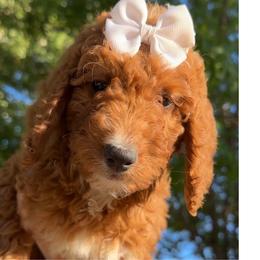 Assorted Doodle Crosses, Goldendoodle, Labradoodle, and Poodle Puppies from Ruff Country Doodles
