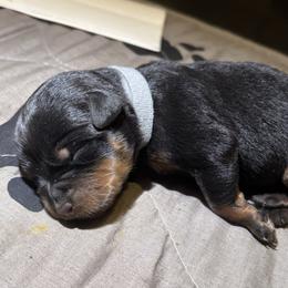 Girl 2 Gray collar - Black and rust female Rottweiler puppy in Grand Rapids, Michigan from Rott-Squad Kennels