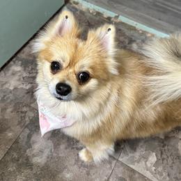 Cleo - Pomeranian