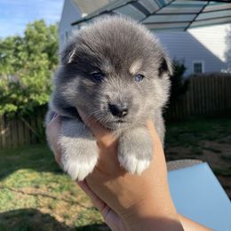 Pomsky Puppies from Pomskies 4 Dayz