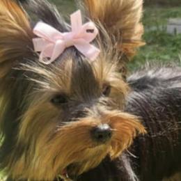 Ariel - Yorkshire Terrier