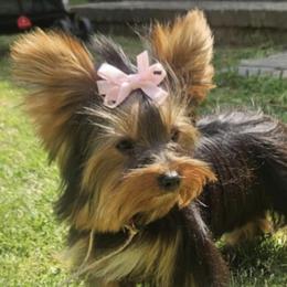 Ariel - Yorkshire Terrier