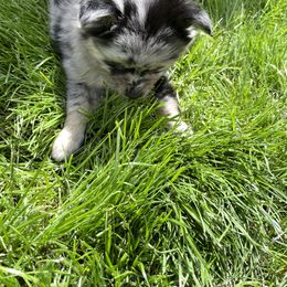 Pomsky Puppies from Michelle's Pomskies