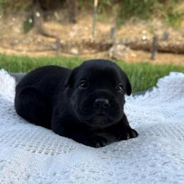 Raven - Black female Cane Corso puppy in Utah from 3Lake Kennelz