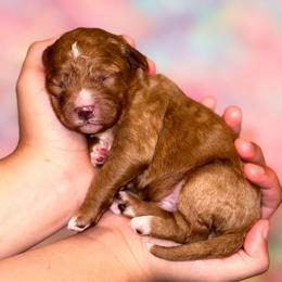 Kiwi - Red  male Goldendoodle puppy in Kissimmee, Florida from Poodle Doodle Kennels
