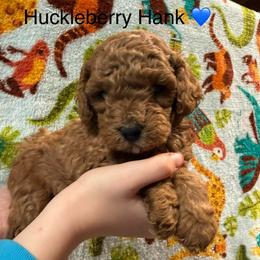 Huckleberry Hank - Red  male Poodle puppy in Greensburg, Kentucky from Doodle Me Crazy