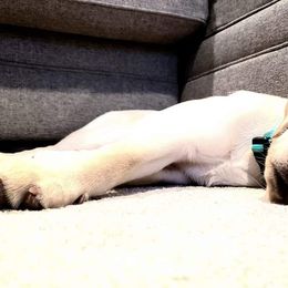 Labrador Retriever Puppies from Zach Krause's Labrador Retrievers