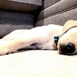Labrador Retriever Puppies from Zach Krause's Labrador Retrievers