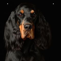 Gordon Setter All Grown Up from Dreamcatcher Kennel