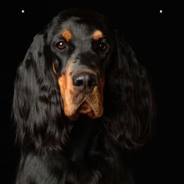 Gordon Setter All Grown Up from Dreamcatcher Kennel