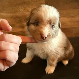 Bronze - Red merle male Miniature Australian Shepherd puppy in Gatesville, Texas from Southern Promise Aussie’s