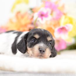 Cameron -- FULL AKC Black and Cream - Piebald female Dachshund puppy in Neosho, Missouri from A Walk In The Park