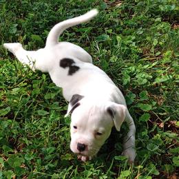 Puppy 2 Black - White and brindle male American Bulldog puppy in Kingsport, Tennessee from Iron Will American Bulldogs