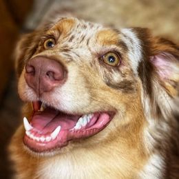Caya - Australian Shepherd