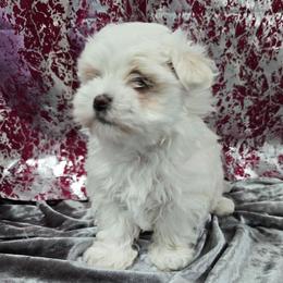 Lilly Rose - White and tan female Maltese puppy in Neosho, Missouri from Cooley's Cuddle Pups