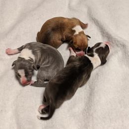 Boston Terriers and Italian Greyhounds from To-Sa’s Kennel