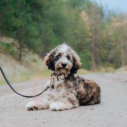Red Collar - Merle male Cockapoo puppy in Missoula, Montana from Big Sky Cockapoos