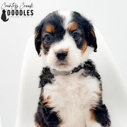 BRADEN - Tri-color male Bernedoodle puppy in Tipton, Indiana from Country Creek Doodles