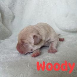 Woody - Yellow male Labrador Retriever puppy in Lucasville, Ohio from Backwoods Labradors