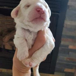 Goldendoodle Puppies from Toneytails Doodles