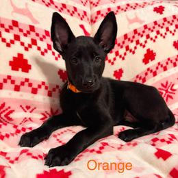 Orange - Black sable male Belgian Malinois puppy in Muskegon, Michigan from Red Acres Working Line K9s