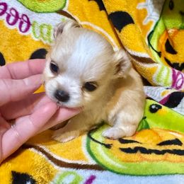 Frodo - Fawn and white male Chihuahua puppy in Canton, Ohio from Elysium Fields Chihuahuas