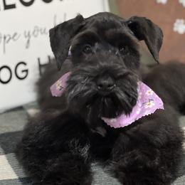 Miniature Schnauzer and Schnoodle Puppies from Behind the Beard Schnauzers
