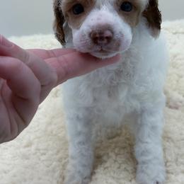 Bunny - Parti female Poodle puppy in Wheatland, California from Sapphire Ridge Poodles