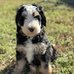 Girl 7 - Tri-color Bernedoodle puppy in Yatesville, Georgia from High Hopes Doodles