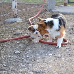 Pembroke Welsh Corgi Puppies from Farm Charm Corgis