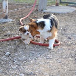 Pembroke Welsh Corgi Puppies from Farm Charm Corgis